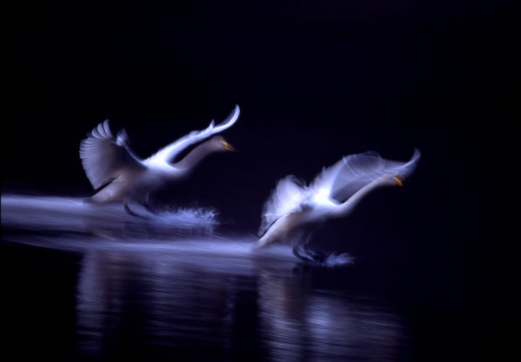 Ｓｗａｎｓ by Hajime Otake(大竹　はじめ）