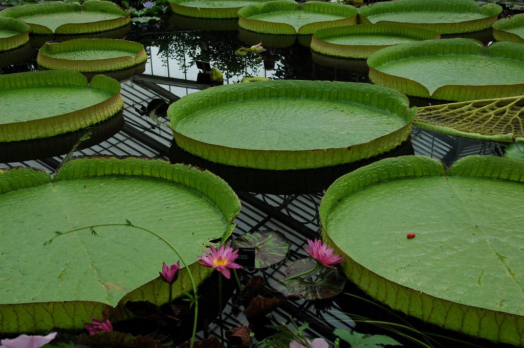 Kew Gardens by Vyacheslav Ryabichev