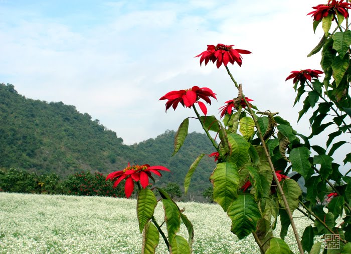 Vân Hồ, Mộc Châu, Sơn La, Vietnam by Chitto