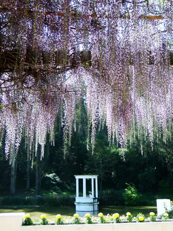 Wisteria floribunda by Oscar Fernández C