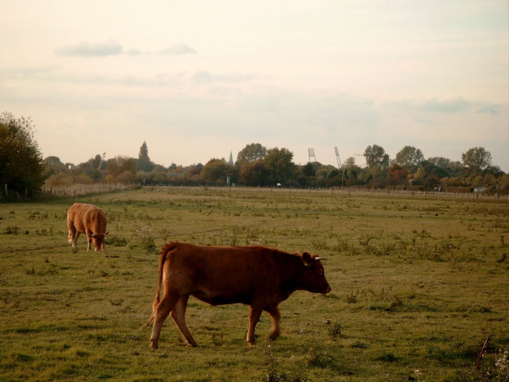 Kühe und Stadion by Alfke