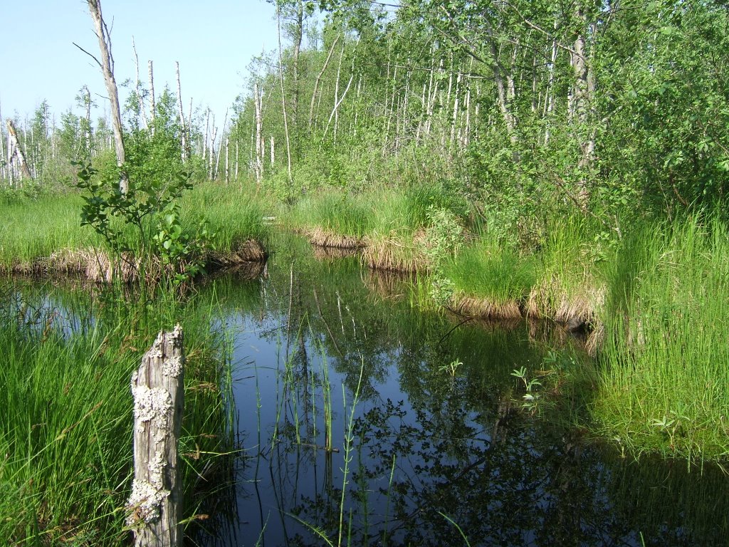 Luzhsky District, Leningrad Oblast, Russia by BorisSv