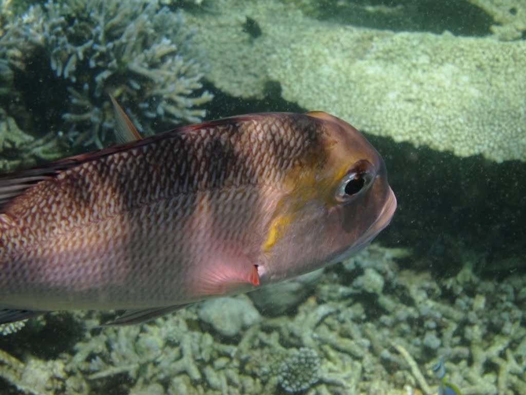 Reef Fish by MarNa