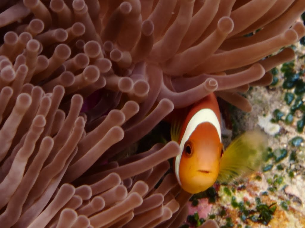 Anemone Fish by MarNa