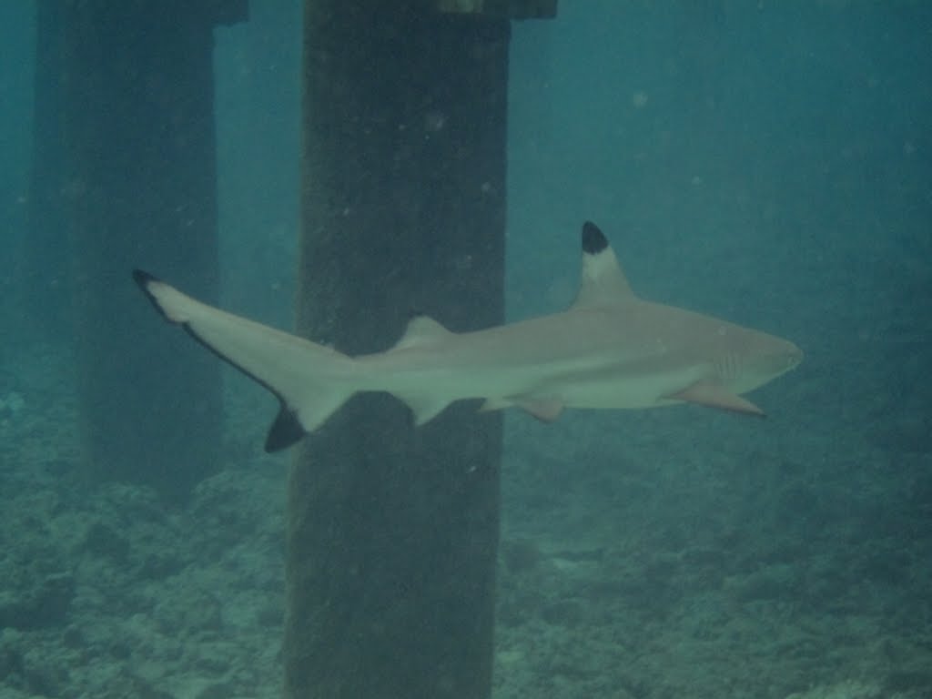 Baby Black Tip Reef Shark by MarNa