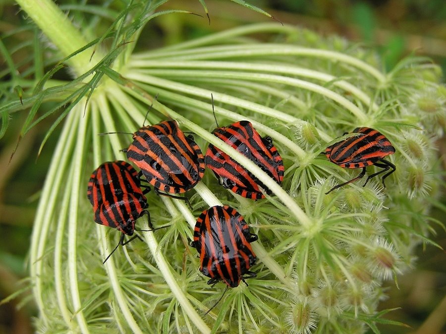 Streifenwanzen (Graphosoma lineatum) by Alfred Schaffer