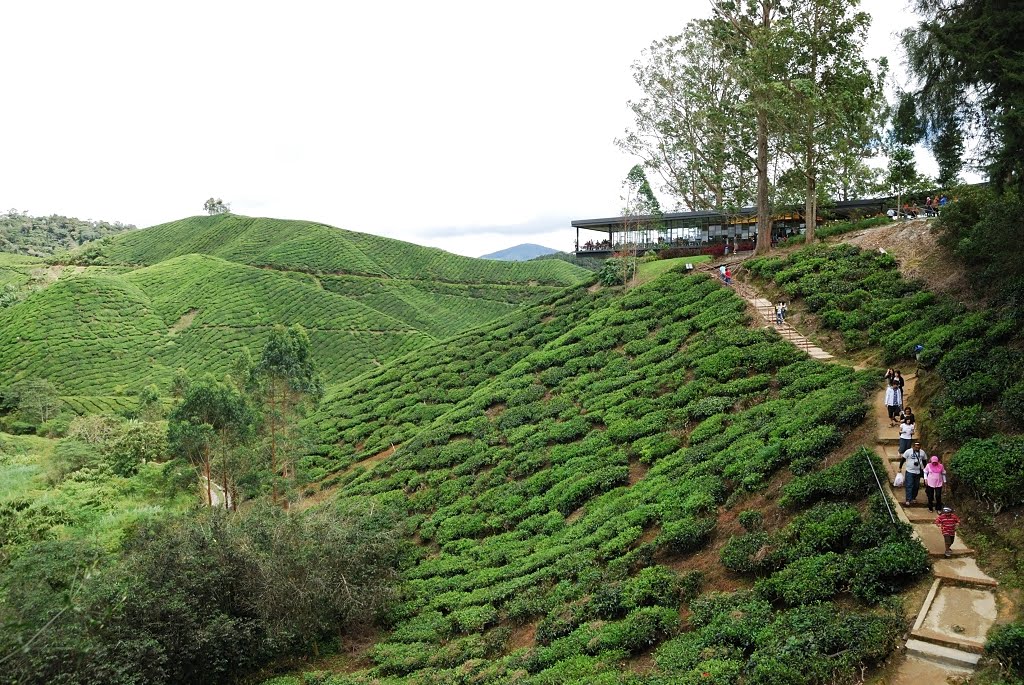 Cameron Highland,Boh Tea Plantation by Keng Piew