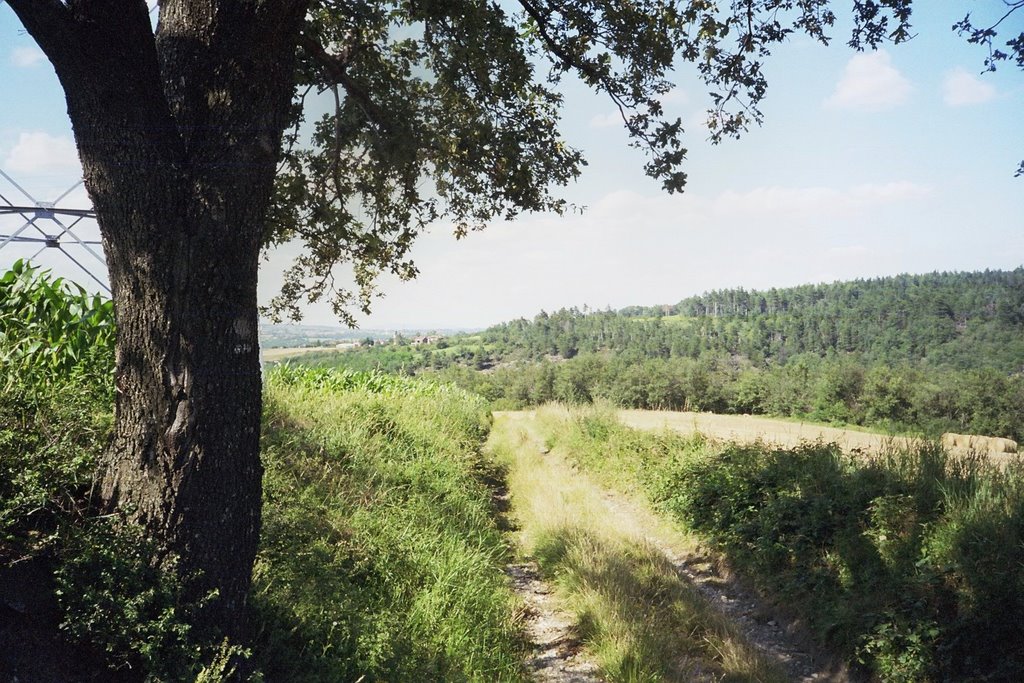 Vue sur la forêt de pins noirs à Trèves by acherkogel