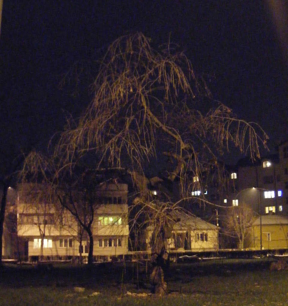 Niš, Srbija, Čair; Smrznuto drvo i topli domovi; Nis, Serbia, Cair; Winter scene: Frozen tree and warm homes by Veljko Nikolic