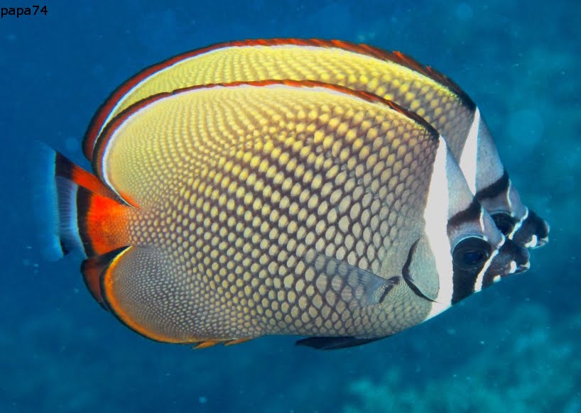 Collared butterflyfish by папа74