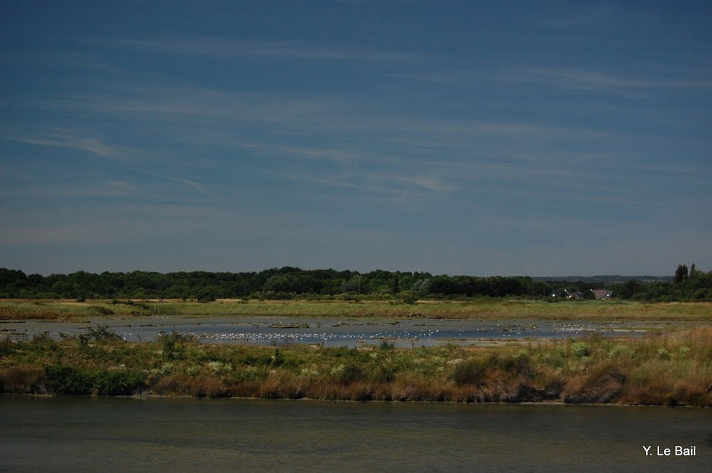 Salines du petit falguerec , Réserve Naturelles des marais de Séné by Yves Le Bail