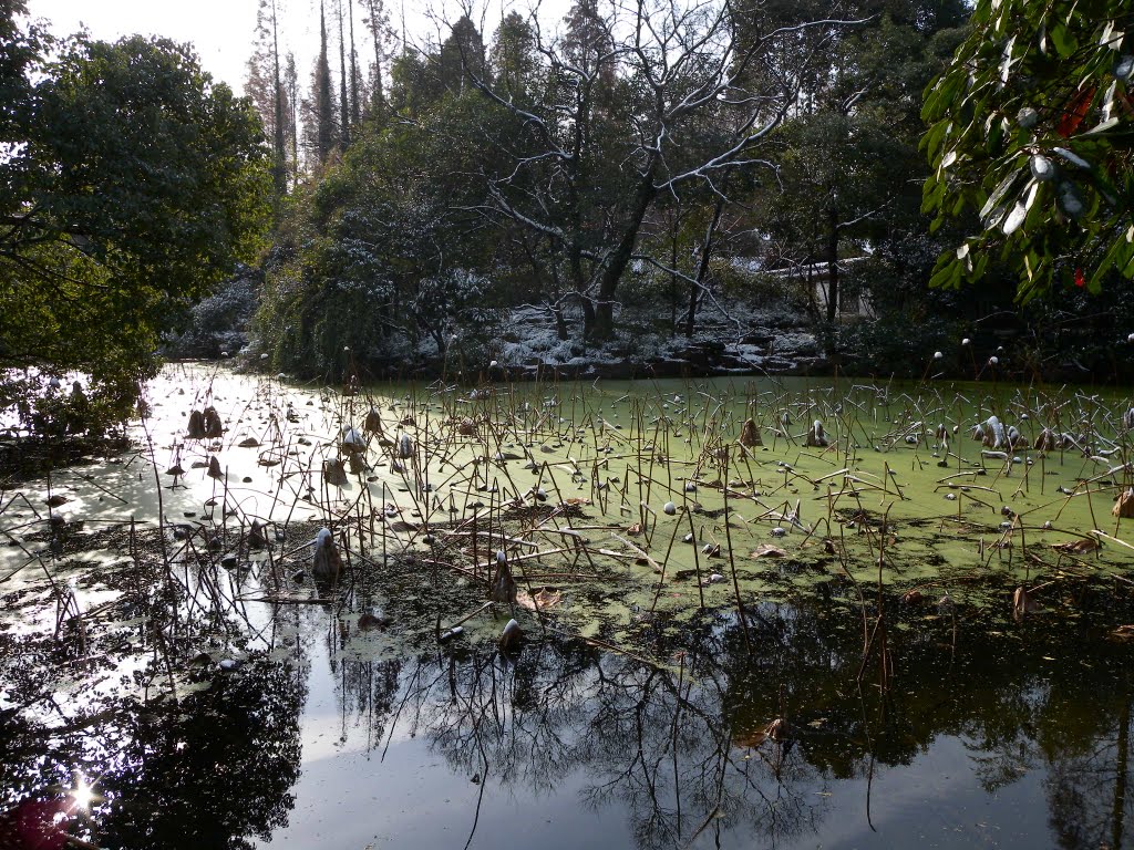 上海植物园雪景 Snow at Botanical Garden by cnopera.org