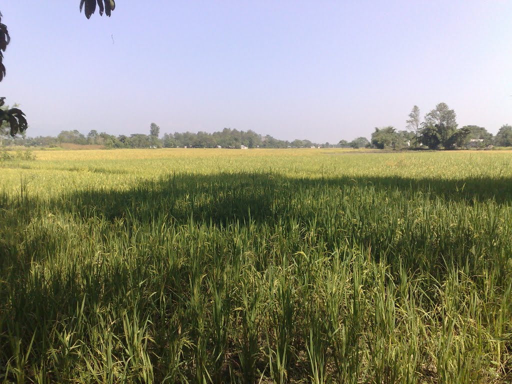 Dibyanagar, Chitwan by ©sagun