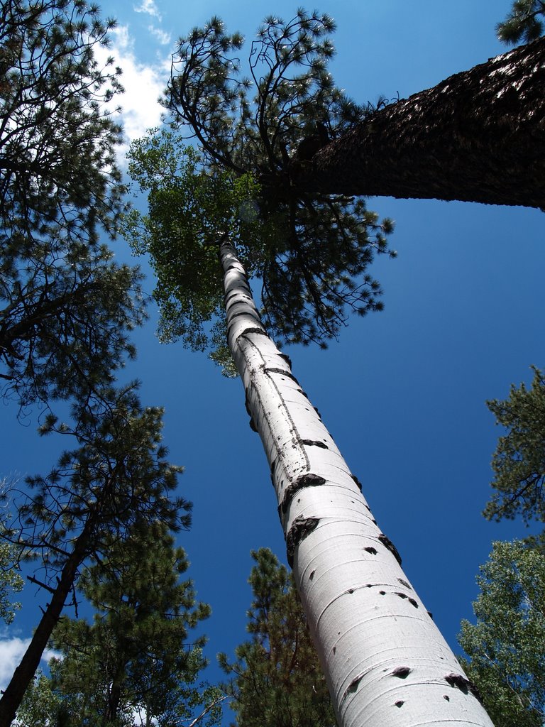 Near Alpine, Arizona by Gosia & Martin Kurowski