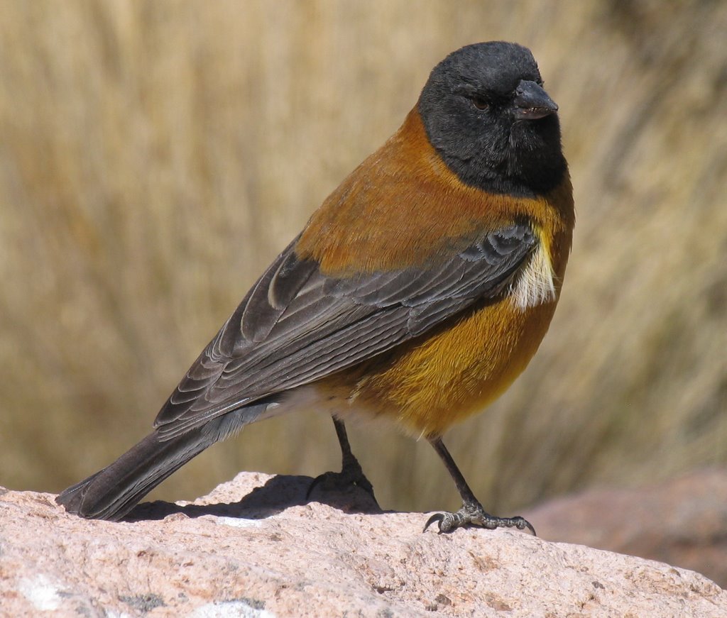 Un bel oiseau jaune intrépide by Dersou1