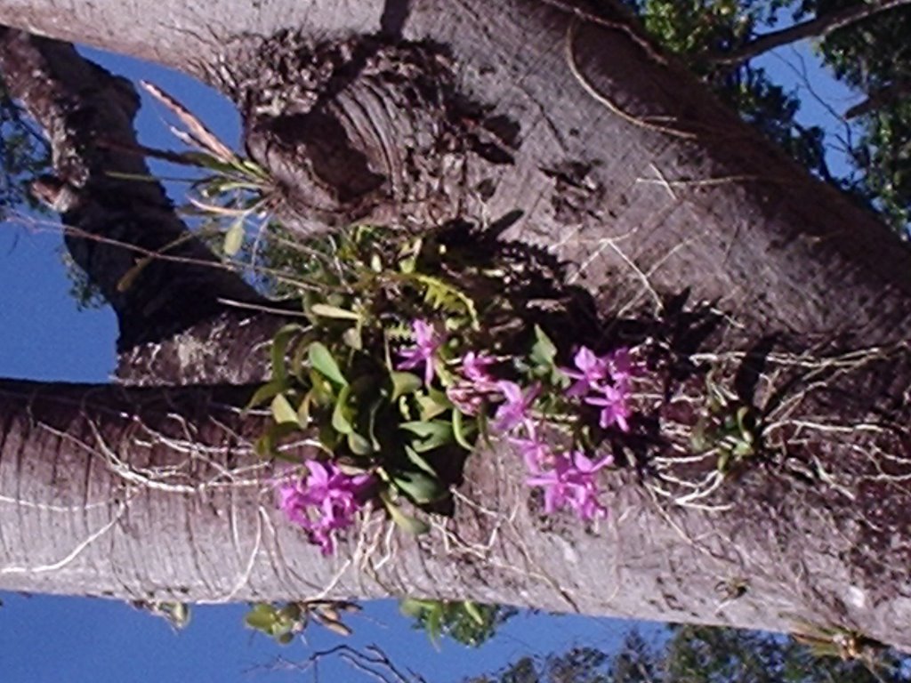 Cattleya violacea/ Parque Águas Quentes /Barra do Garças by José Nery Galvão