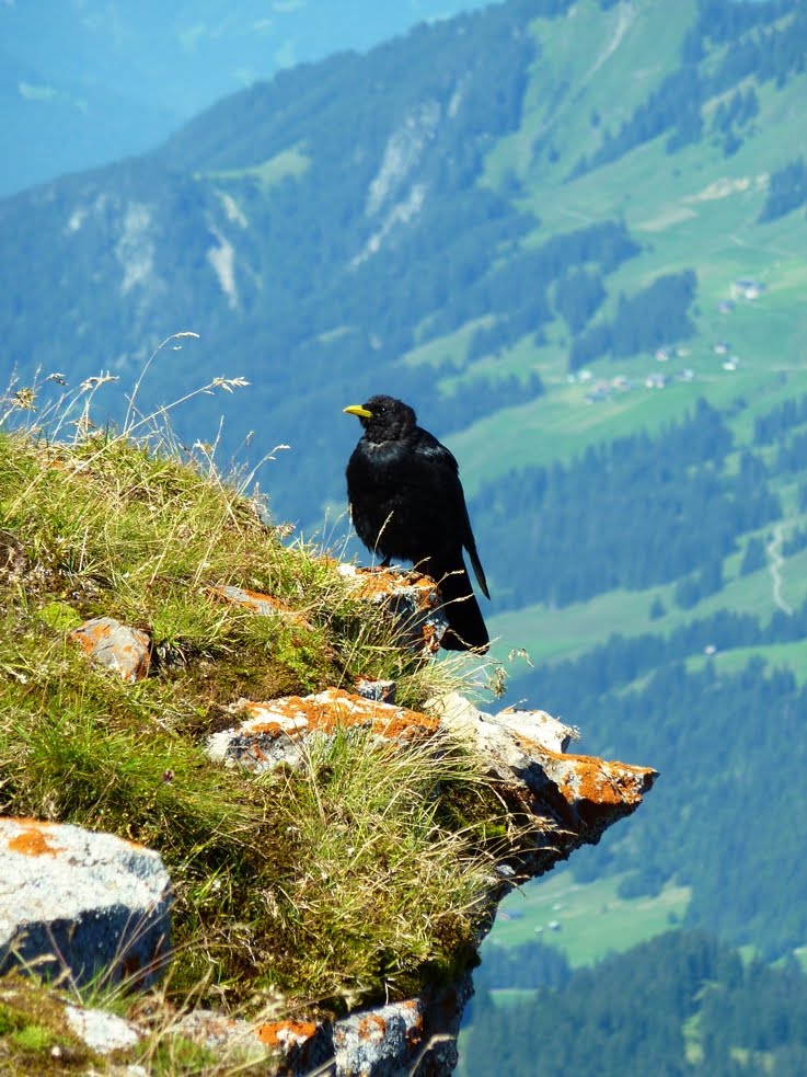 Alpendohle auf dem Hohen Ifen by patrique3000