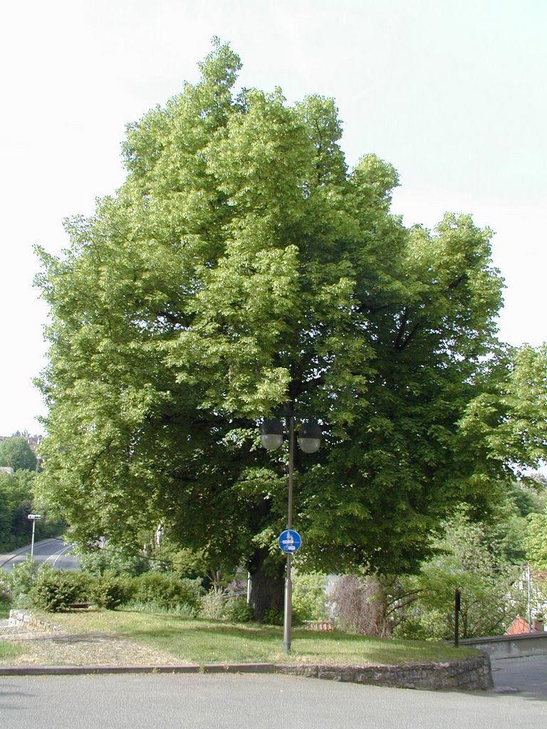 Naturdenkmal , Linde vor Amanduskirche by Harald Klein