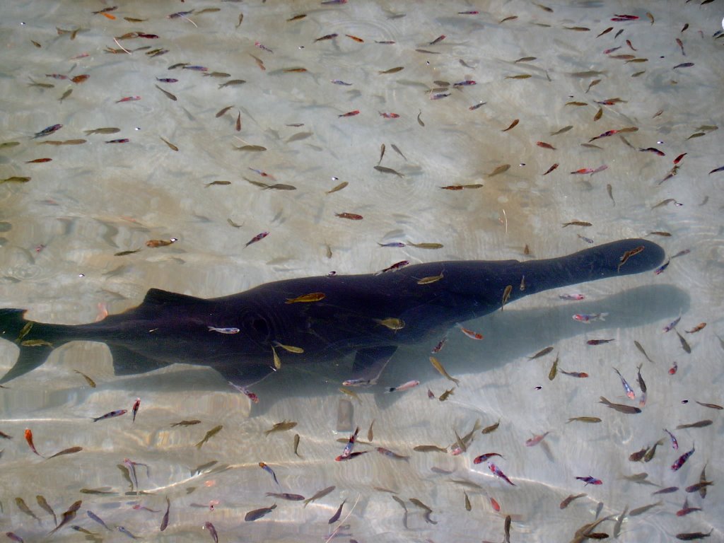 Shovelbill or duckbill Catfish at Cave Run Lake by Walter Lester