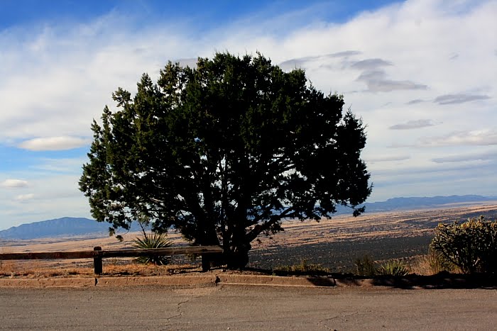 Tree on the border by james weisbeck