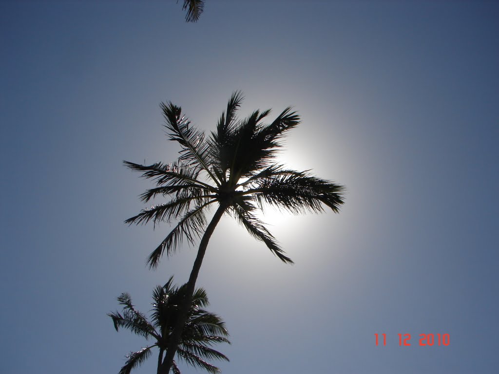 Sol + coqueiro em Porto de Galinhas by Samuel Hermanson