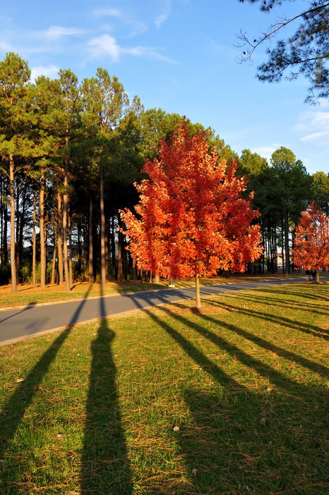 St Michael's Trees by Jim Spaulding