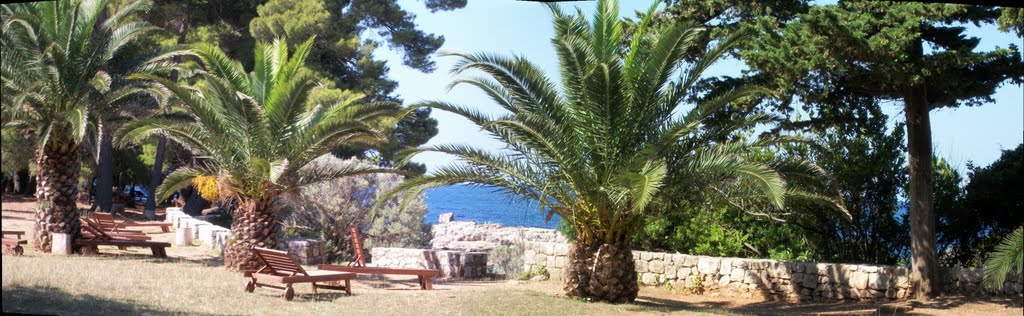 LOKRUM-PALME by Ivo Banovac