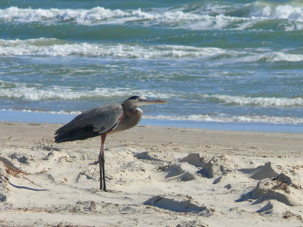 Padre Island wildife by garyoldham@austin.rr…