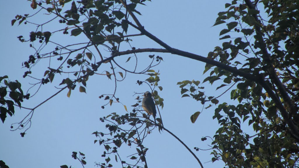 Serious Bulbul by HUANG Xin