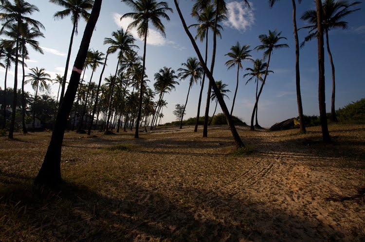 Mandrem beach coconut palm-trees by Gorbushin Grigory