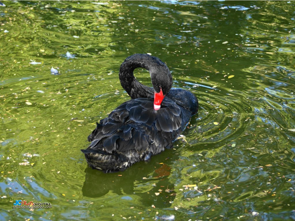 Cisne Negro no Zoo de Brasília by jaircastello