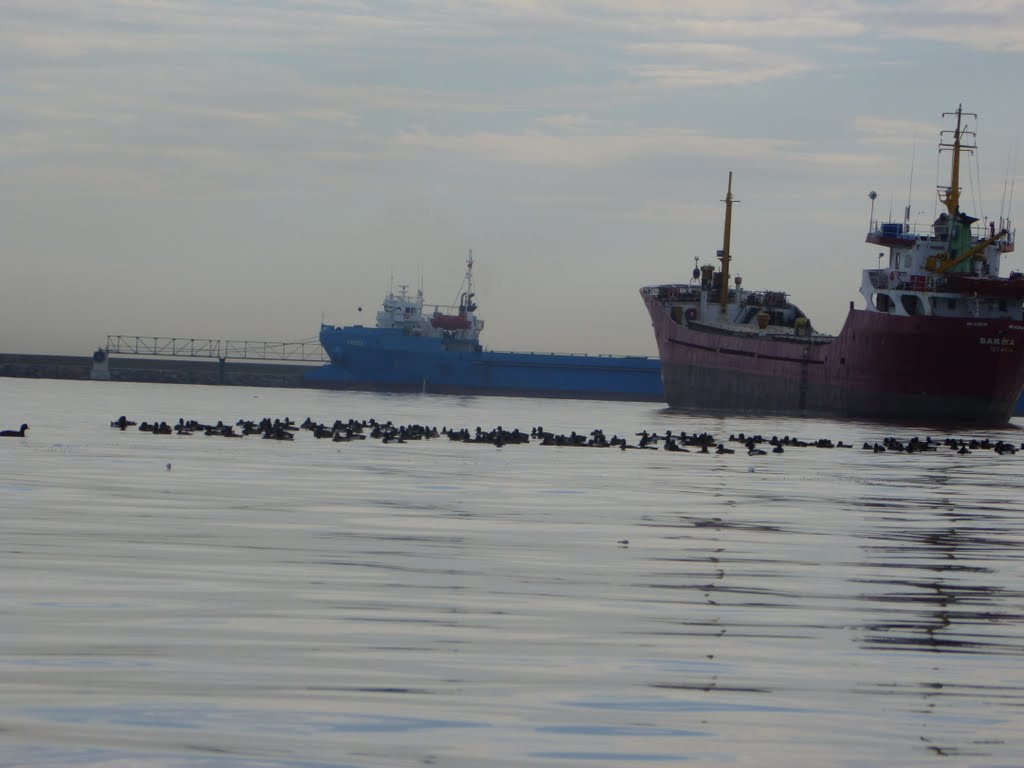 Samsun Liman İçinde Ördek (patka) sürüsü by kerimcanikli