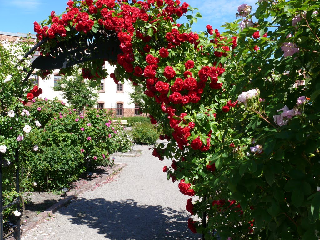 Valdemarsviks Rosarium by Göran Trysberg