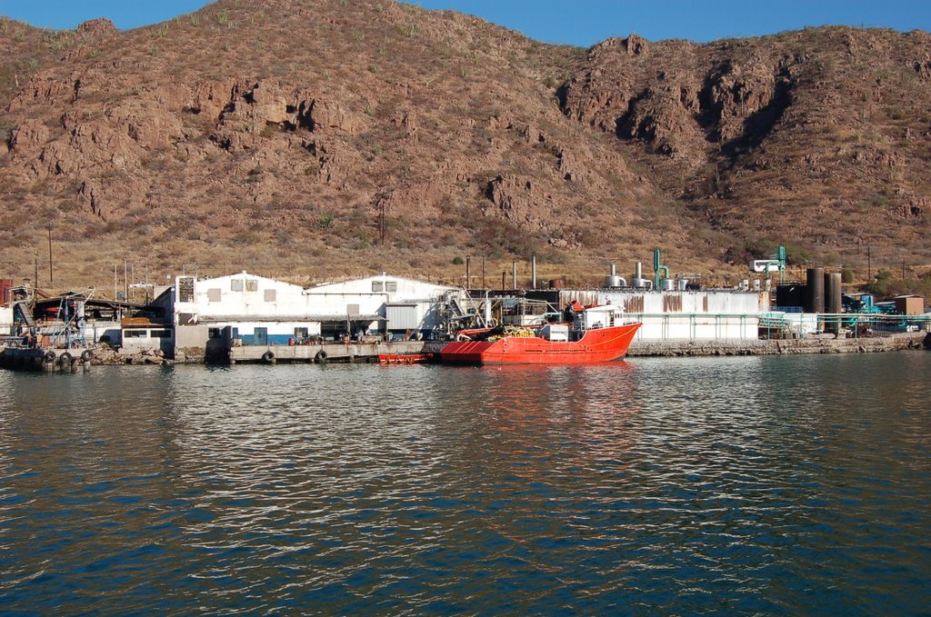 Plantas sardineras, Guaymas by Raul Molina