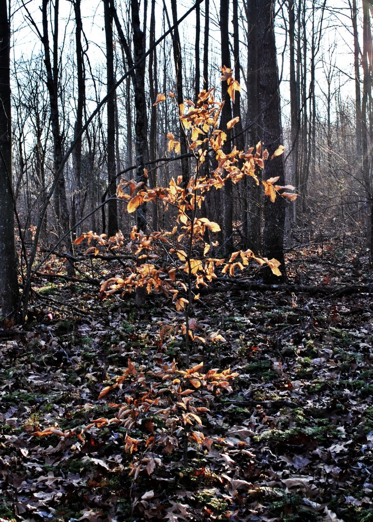 Sunset Sapling by mdeepwood