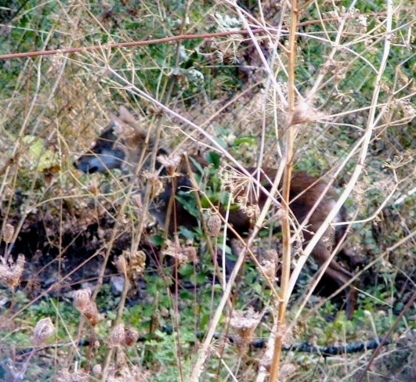 Parco Nazionale d'Abruzzo Lazio e Molise - il Lupo appenninico ospitato nell'area faunistica di Civitella Alfedena by armenante enzo