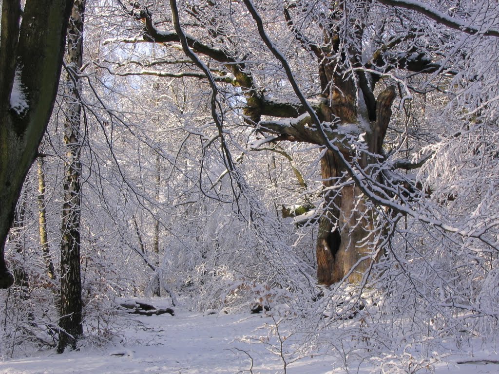 Winter im Urwald Sababurg 2003-12-24 by hgrossberndt