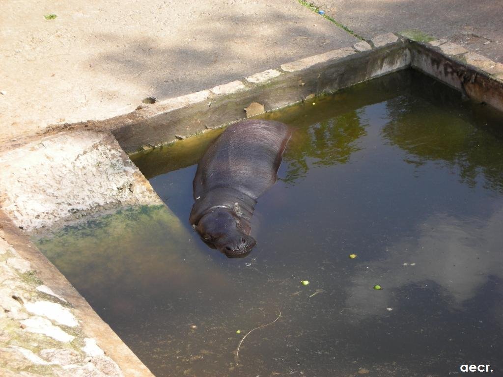 Parque de La Naturaleza de Cabárceno. Hipopótamo pigmeo. by angel.ecr