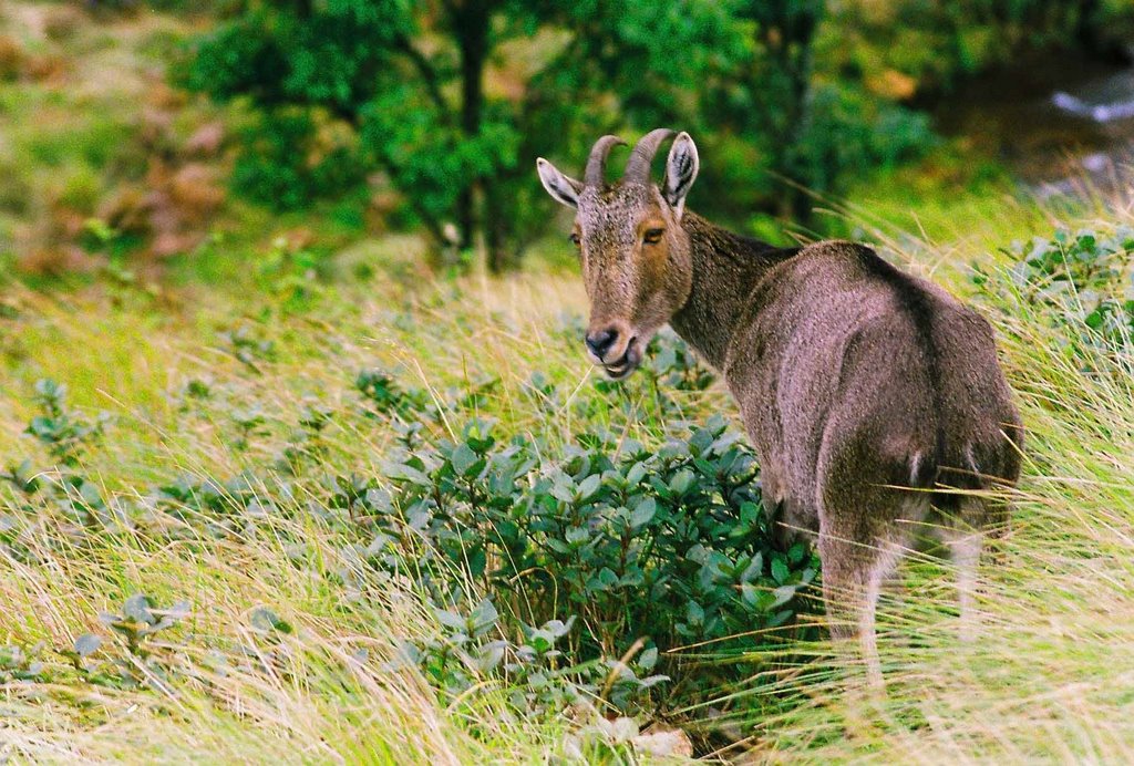 Nilgiri Tahr,Eravikulam NP,Munnar by V S Sankar