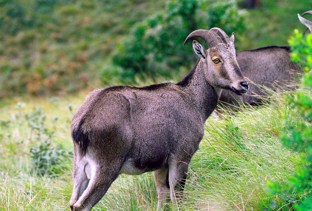 Nilgiri Tahr,Eravikulam National Park,Munnar by Sankar