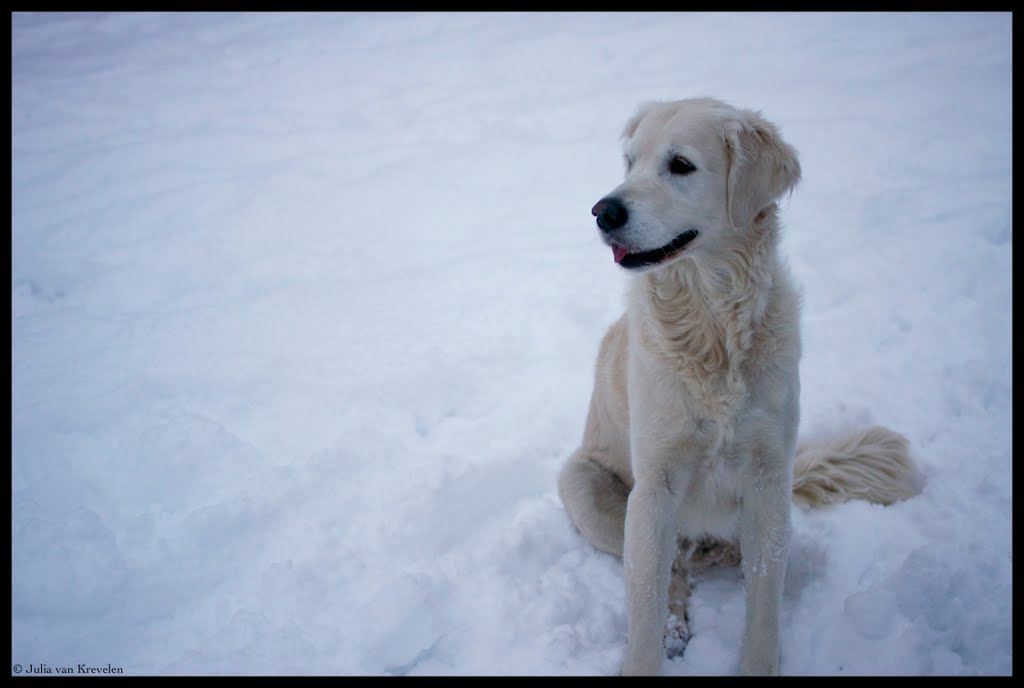 Hond by Julia van Krevelen