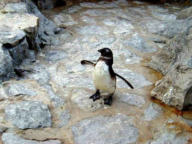 Santander - Pingüino en la Península de la Magdalena by javier herranz