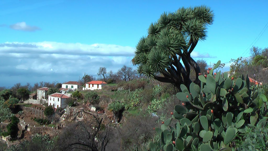 CACTUS , DRAGO Y CASAS by VMGO