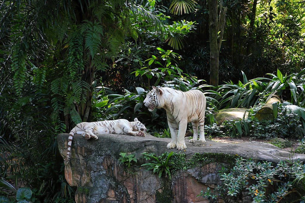 Singapore Zoo by Alexander Schardt