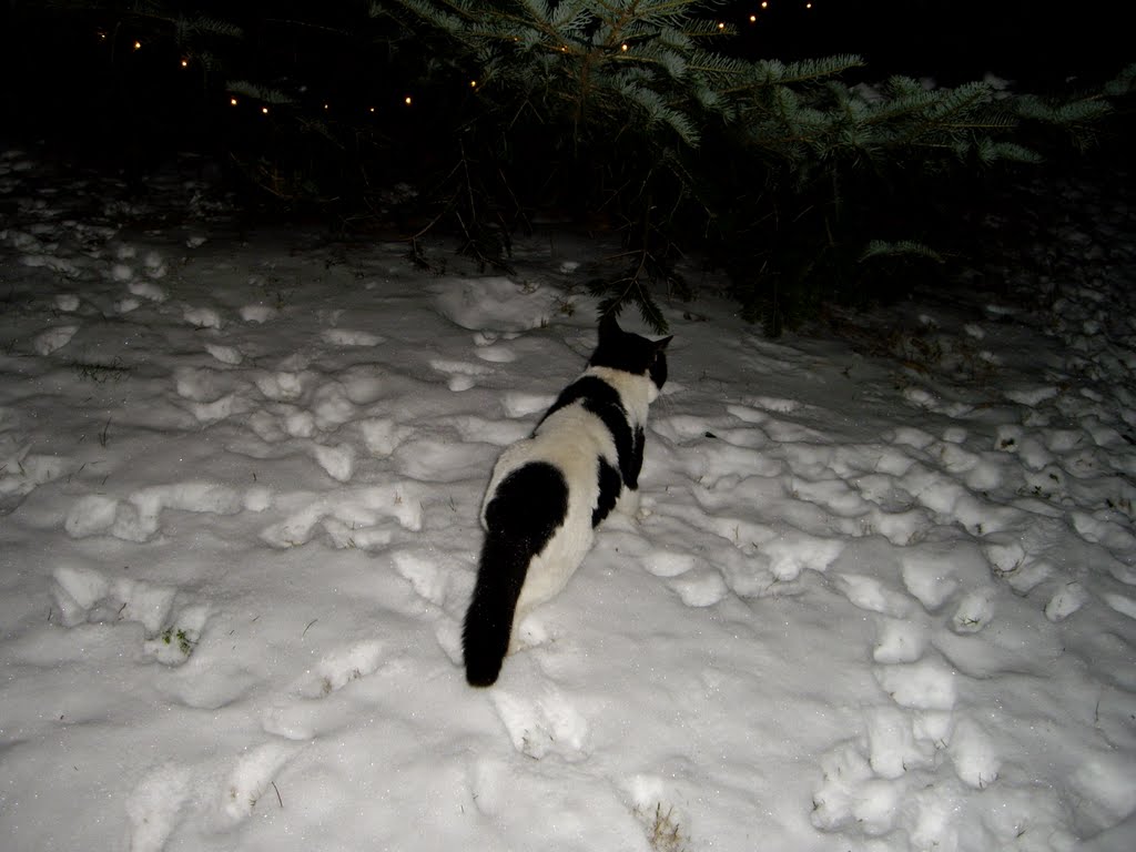 My cat in front of the Christmas tree! {Please enlarge} by Maria H-S