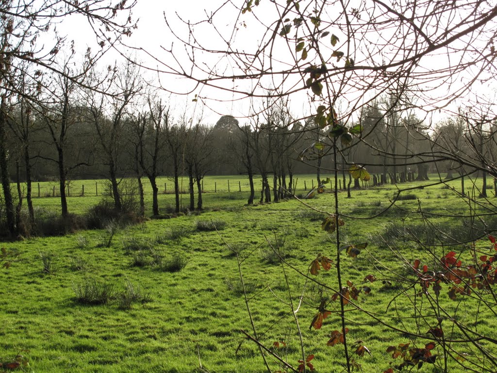 Prairie humide près de la Sèvre Nantaise. by luminem