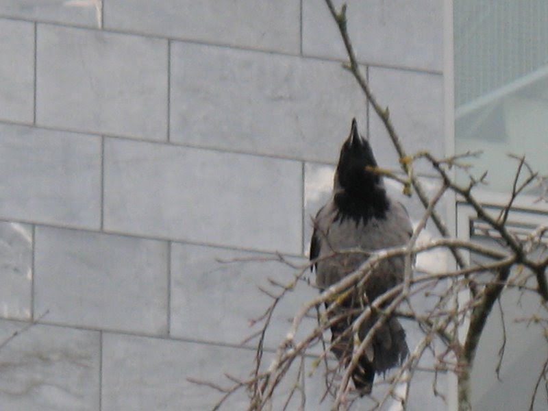 Hooded Crow on UCC campus, Cork by Sebastian “sebrem” B…