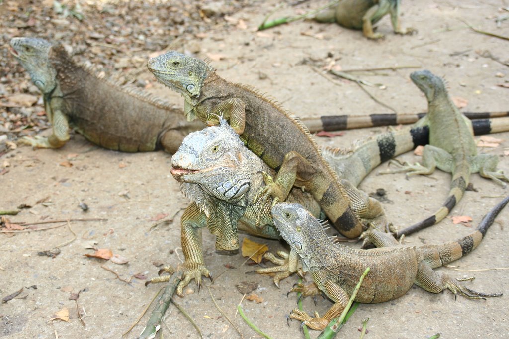 Iguana - at Roatan Iguana Farm by John Grana