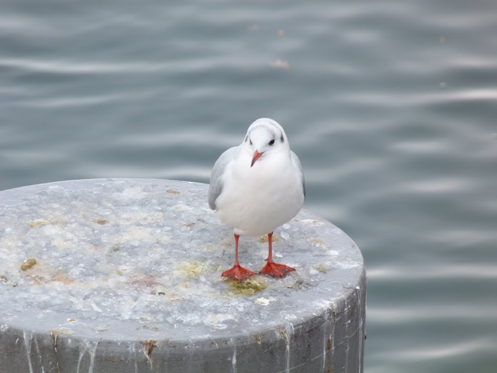 Mouette au Bassin d'Austerlitz by Julien Humbert