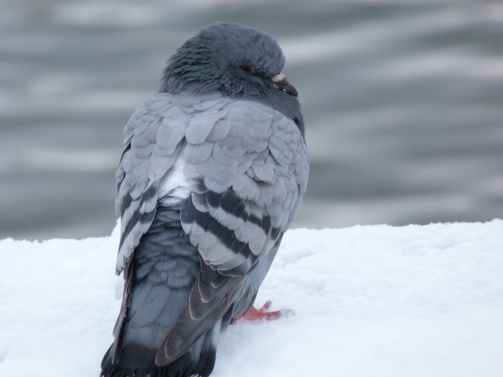 Pigeon devant le Bassin d'Austerlitz by Julien Humbert